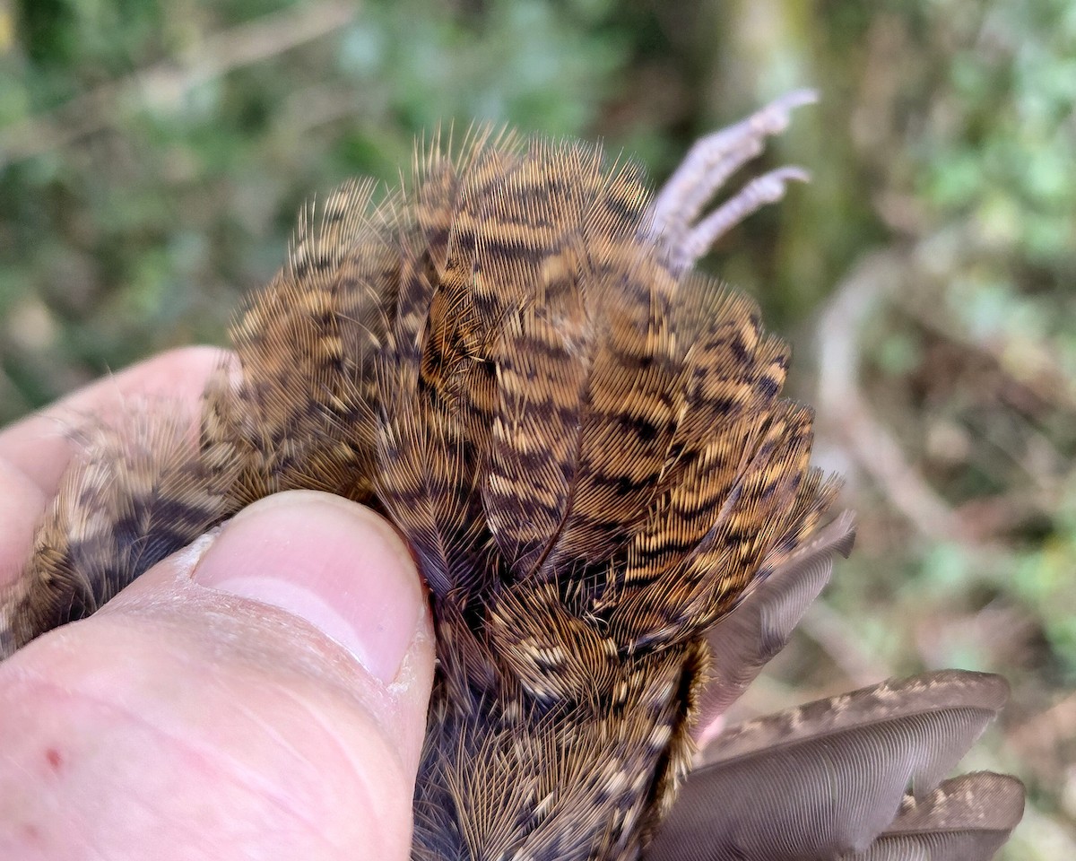 Buff-spotted Flufftail - ML646339488
