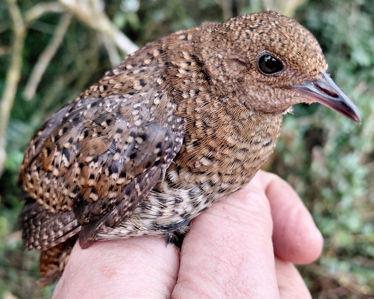 Buff-spotted Flufftail - ML646339489