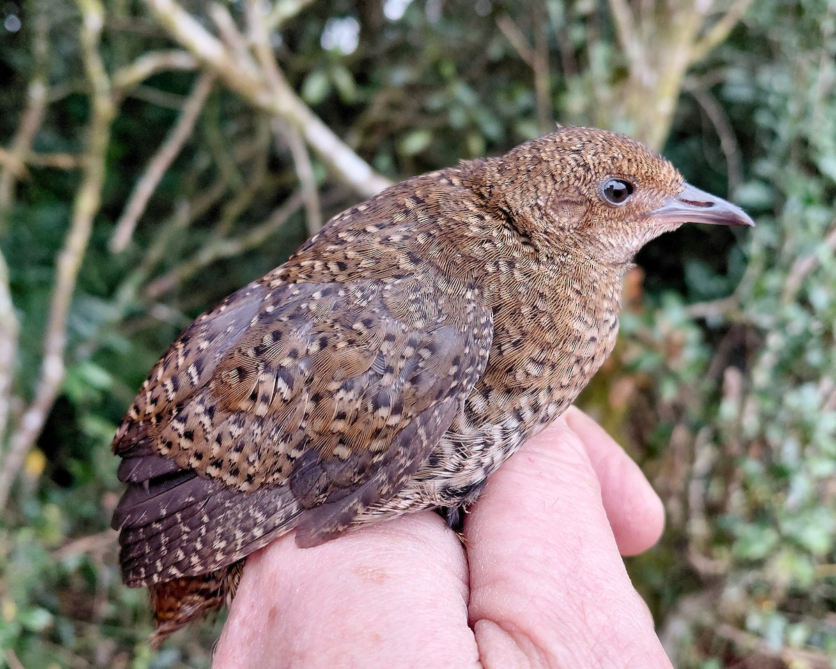 Buff-spotted Flufftail - ML646339490