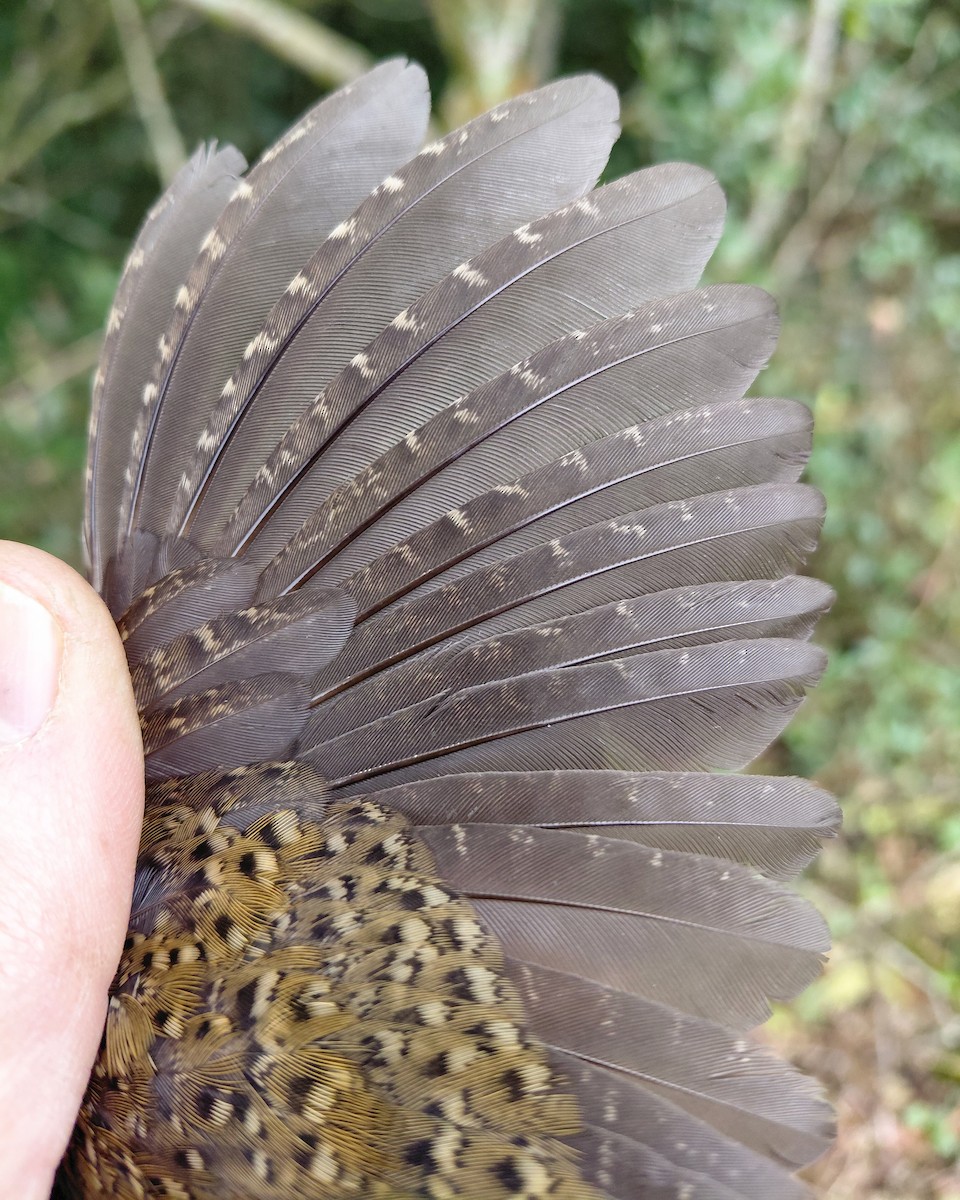 Buff-spotted Flufftail - ML646339491