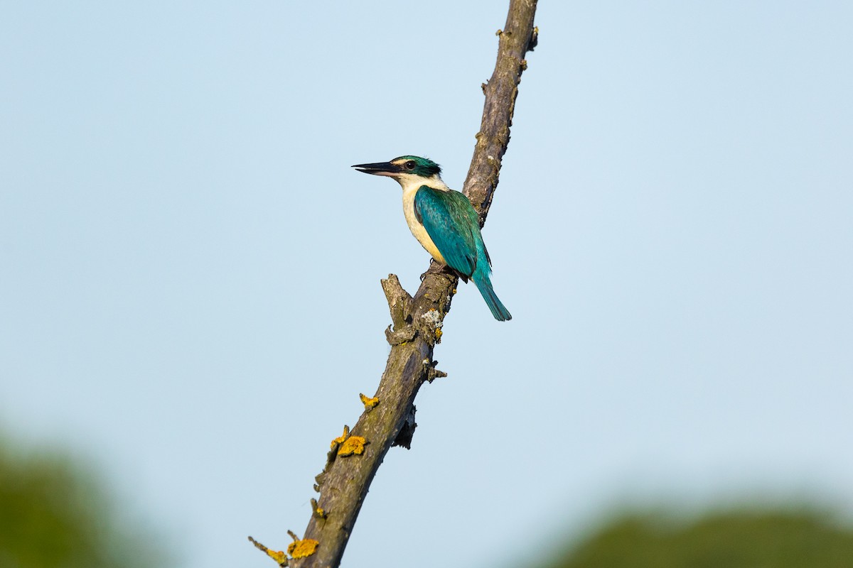 ledňáček posvátný - ML646339493