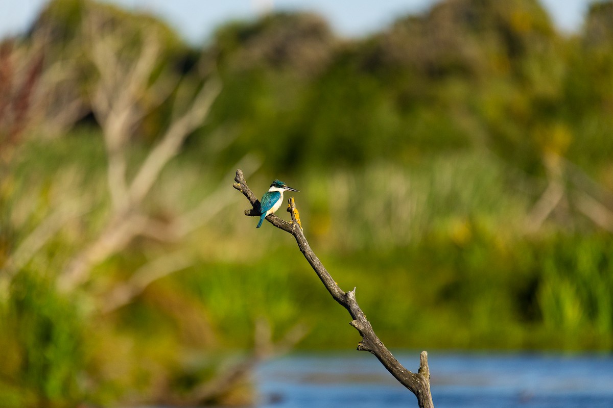 ledňáček posvátný - ML646339494