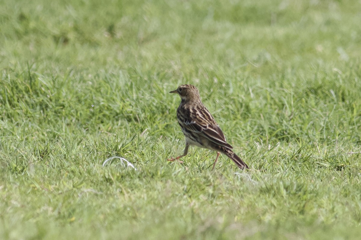 Red-throated Pipit - ML646339502