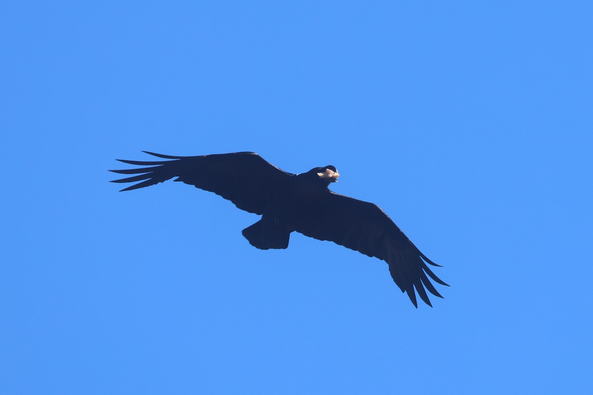 White-necked Raven - ML646339508