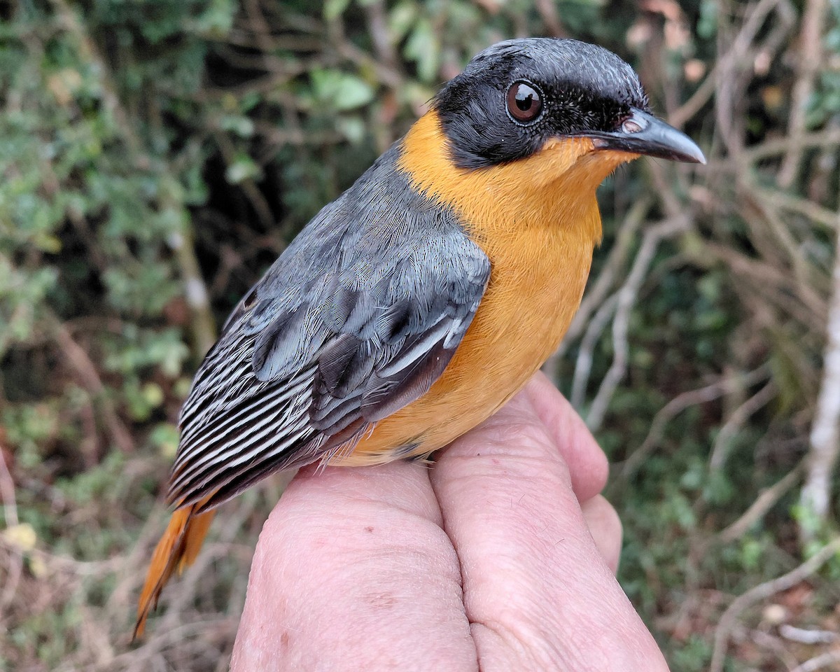 Chorister Robin-Chat - ML646339509