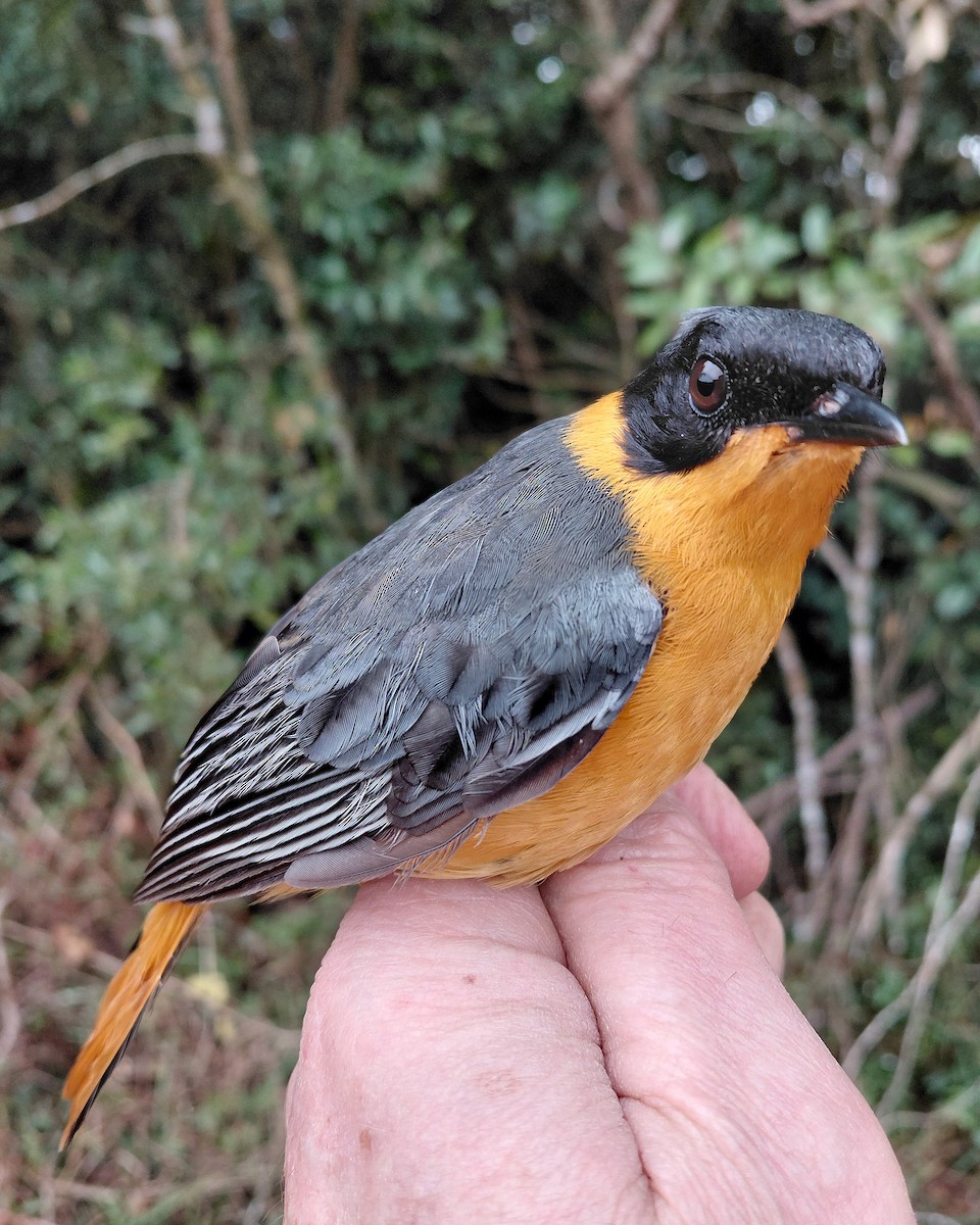 Chorister Robin-Chat - ML646339510