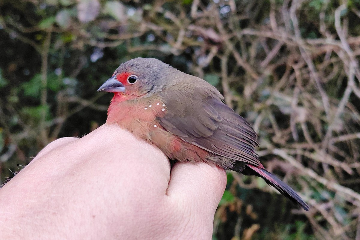 African Firefinch - ML646339512