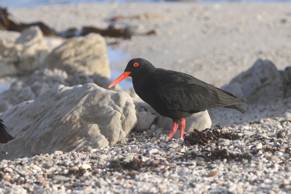 African Oystercatcher - ML646339536