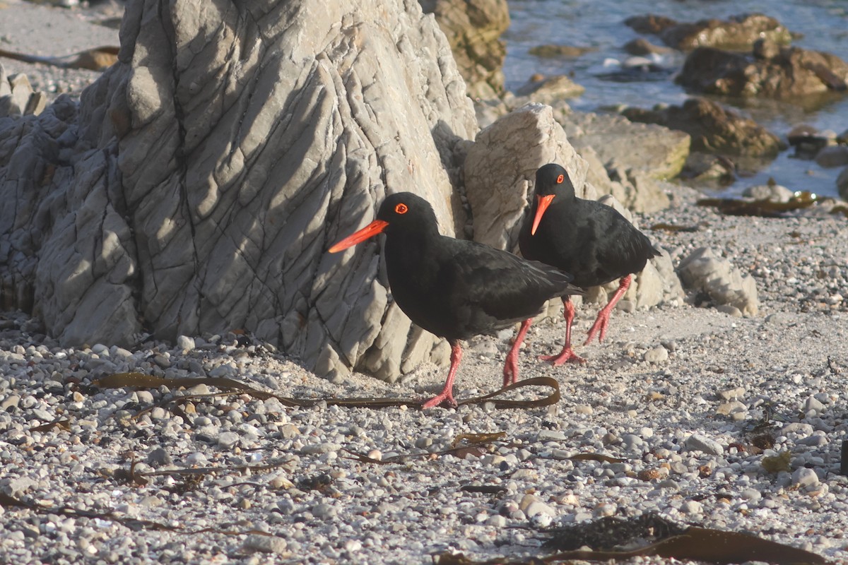African Oystercatcher - ML646339537