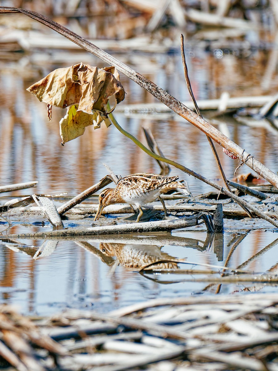 Common Snipe - ML646339539