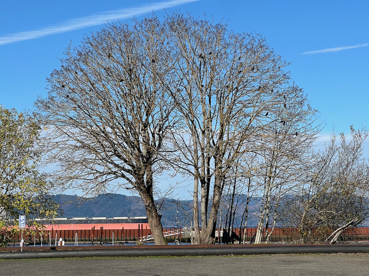 American Crow - ML646339543