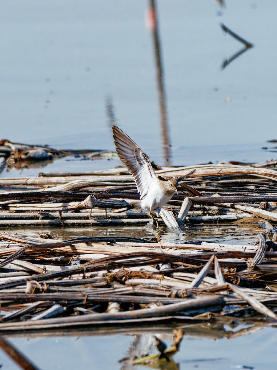 Temminck txirria - ML646339544