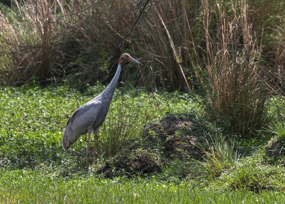 Sarus kurriloa - ML646339548