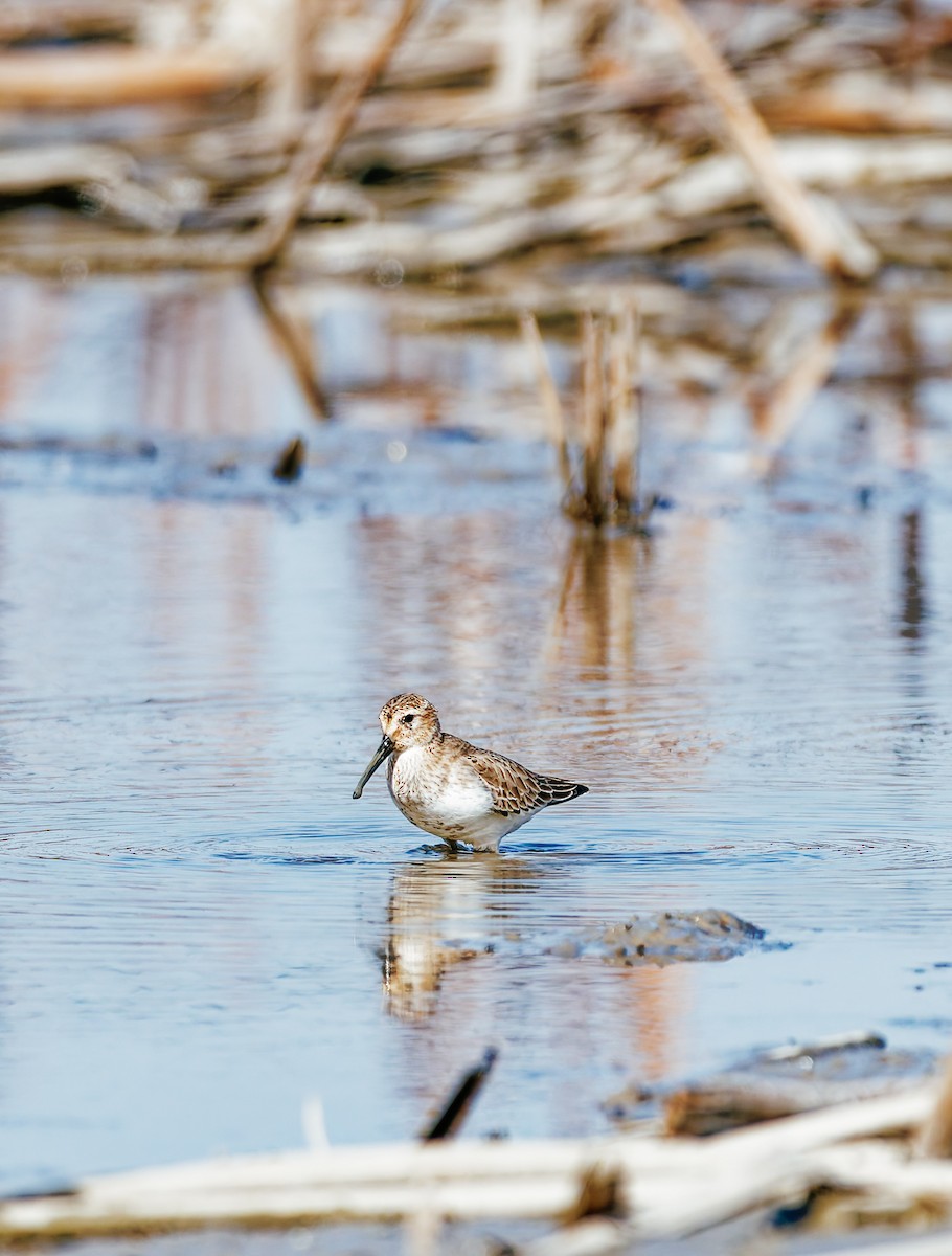 Txirri arrunta - ML646339549