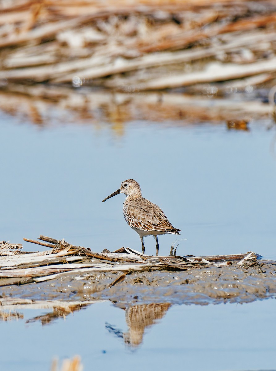 Txirri arrunta - ML646339550