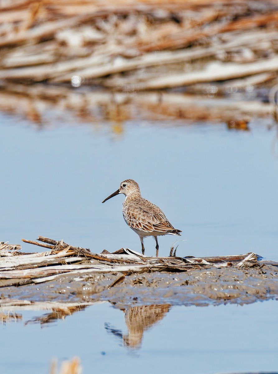 Txirri arrunta - ML646339551