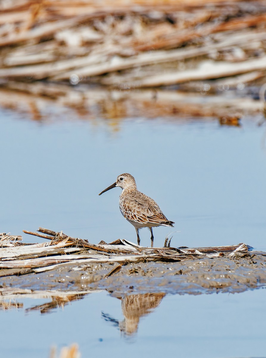 Txirri arrunta - ML646339553