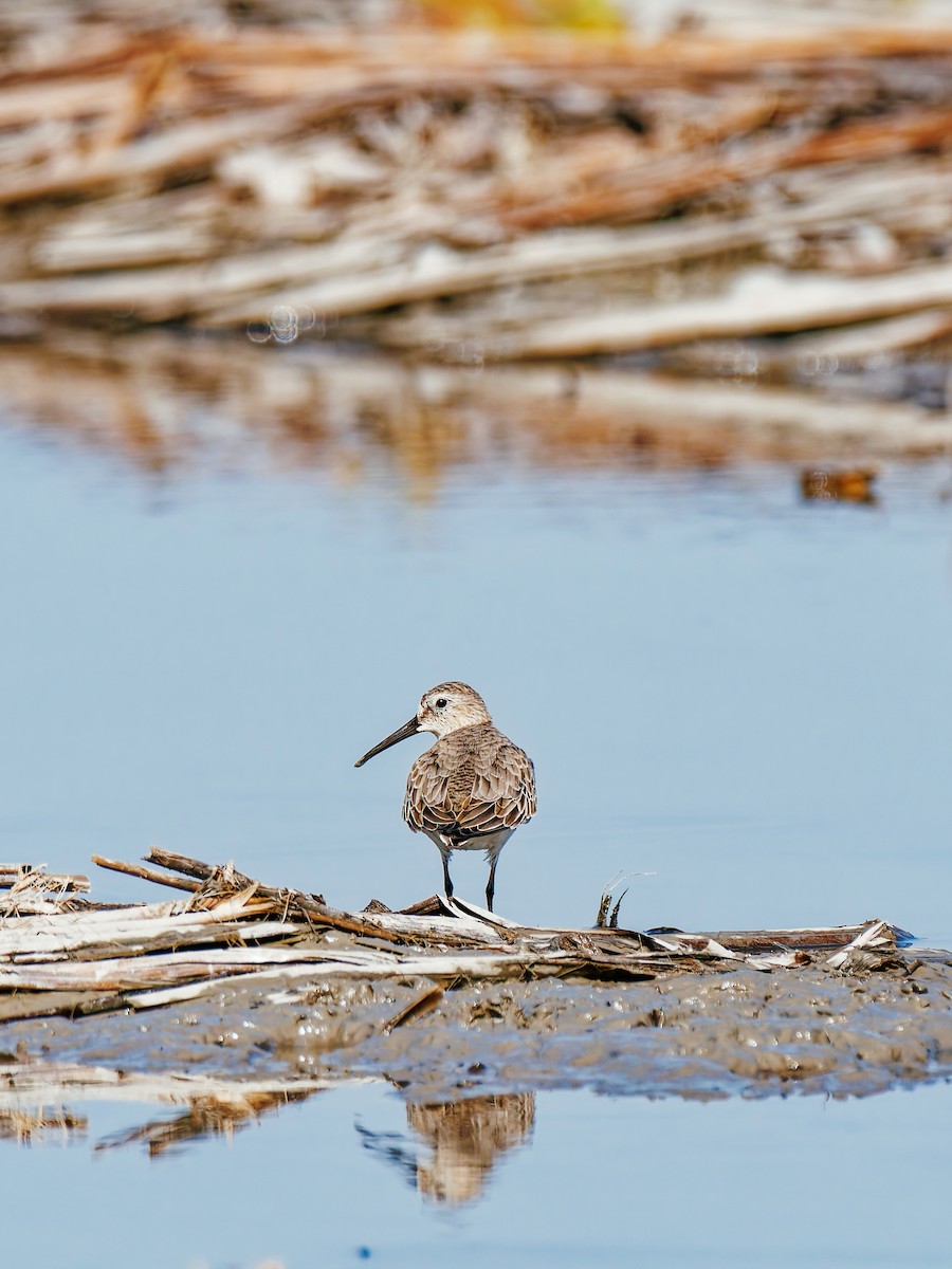 Txirri arrunta - ML646339554