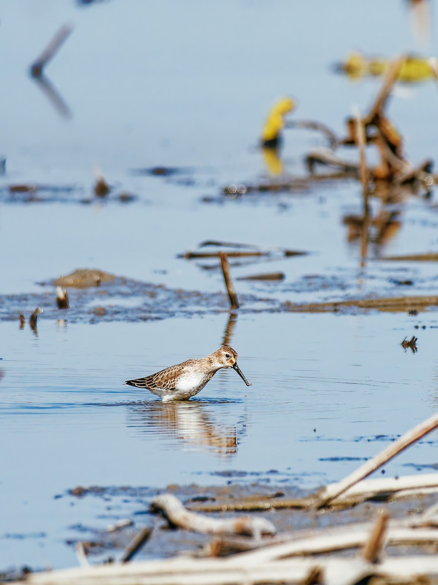 Txirri arrunta - ML646339555