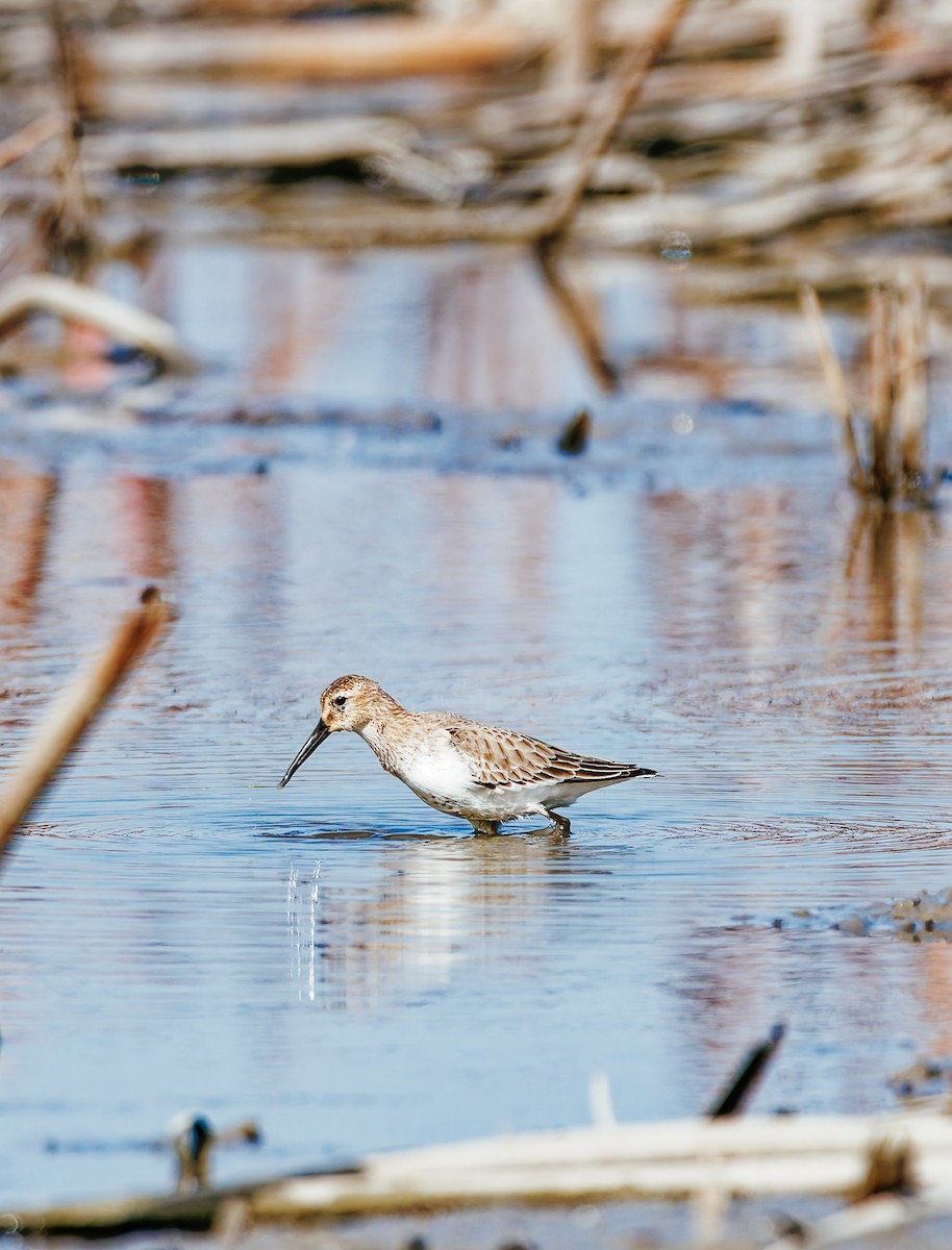 Txirri arrunta - ML646339556