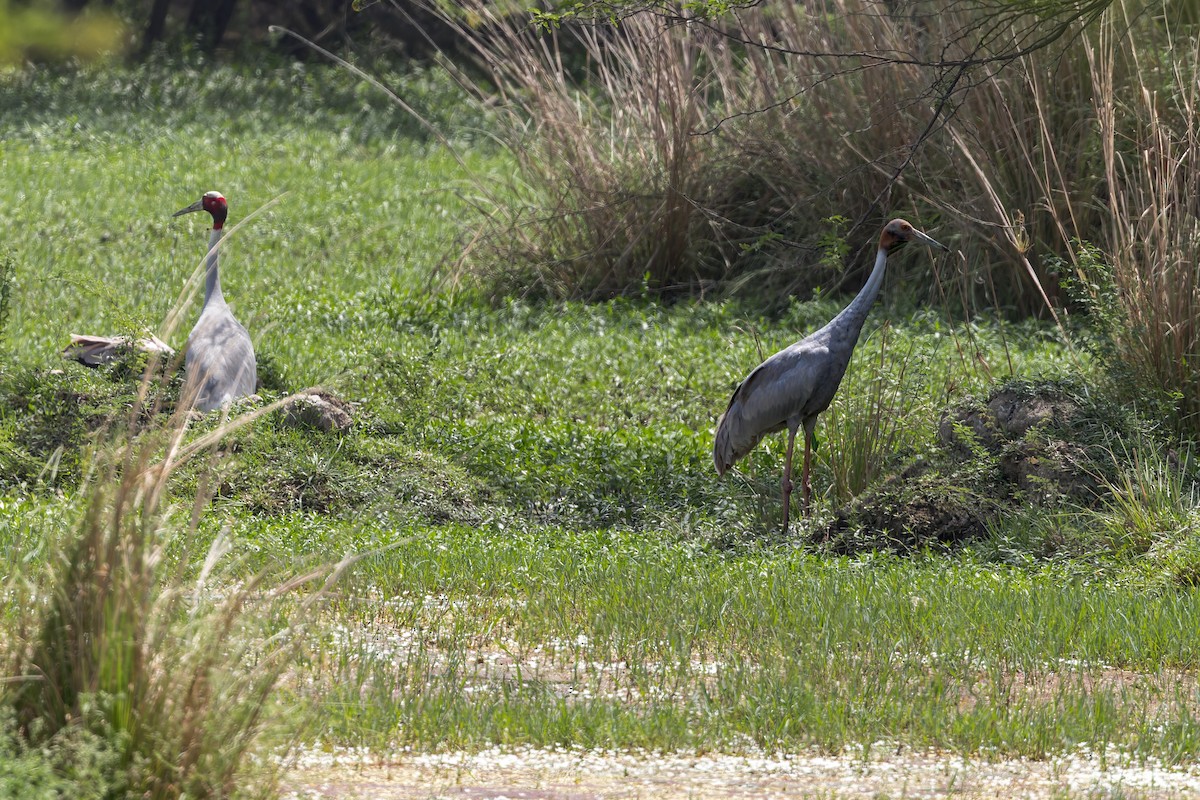 Sarus kurriloa - ML646339557