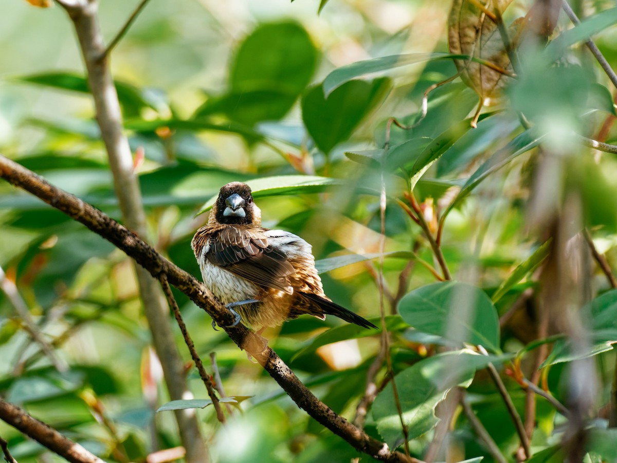 White-rumped Munia - ML646339562
