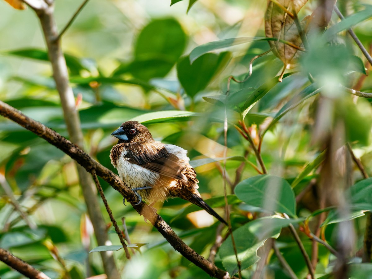 White-rumped Munia - ML646339563
