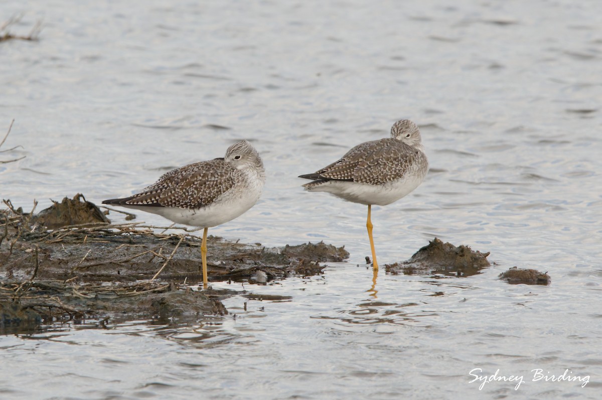 Kuliska hankahori handia - ML646339564