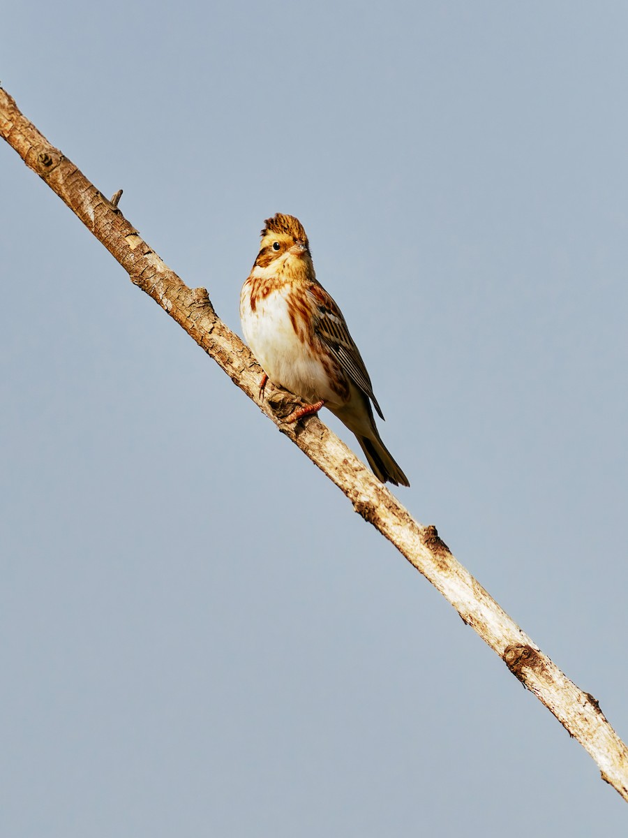 Baso-berdantza - ML646339565