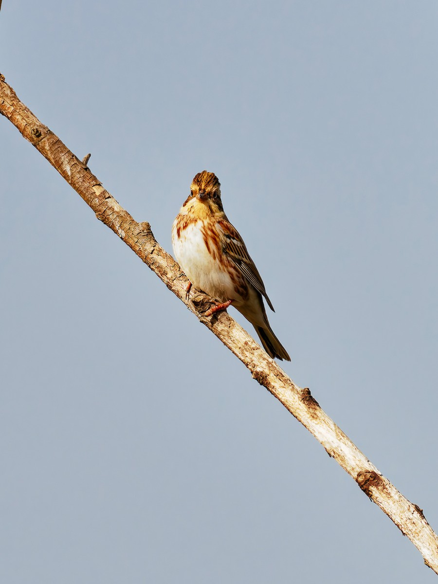 Baso-berdantza - ML646339566