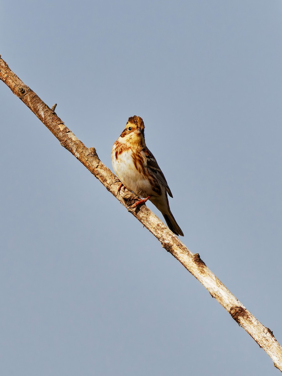 Baso-berdantza - ML646339567