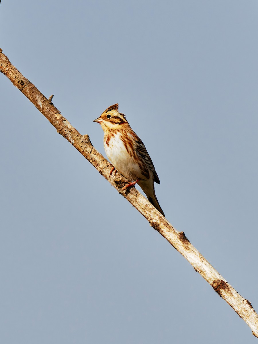 Baso-berdantza - ML646339568