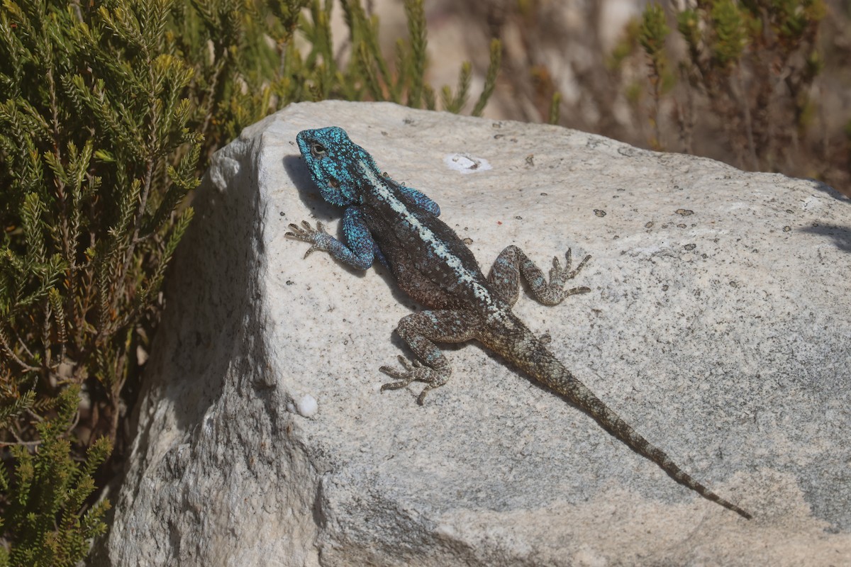 Agama delle rocce del Sudafrica - ML646339569