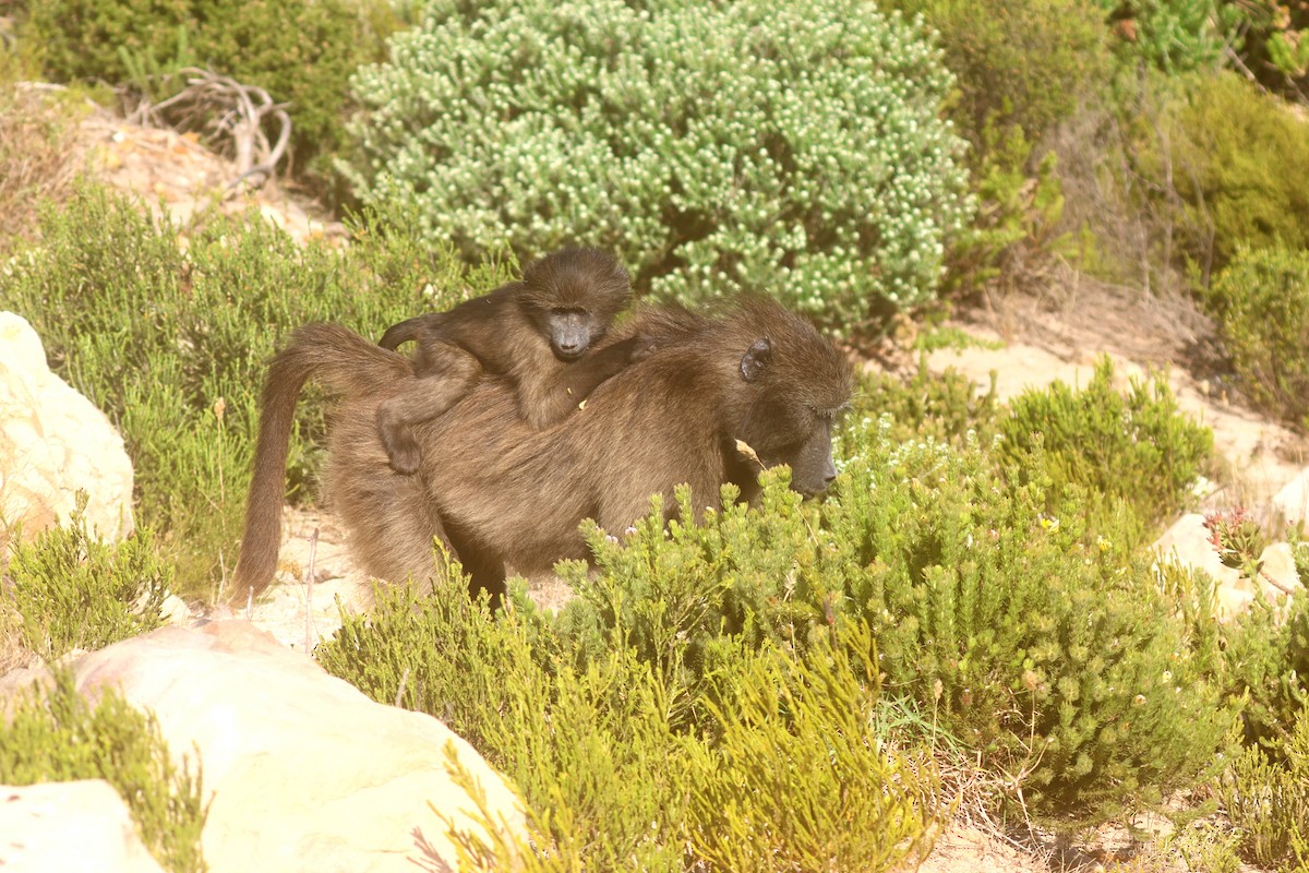 Babbuino del Capo - ML646339570