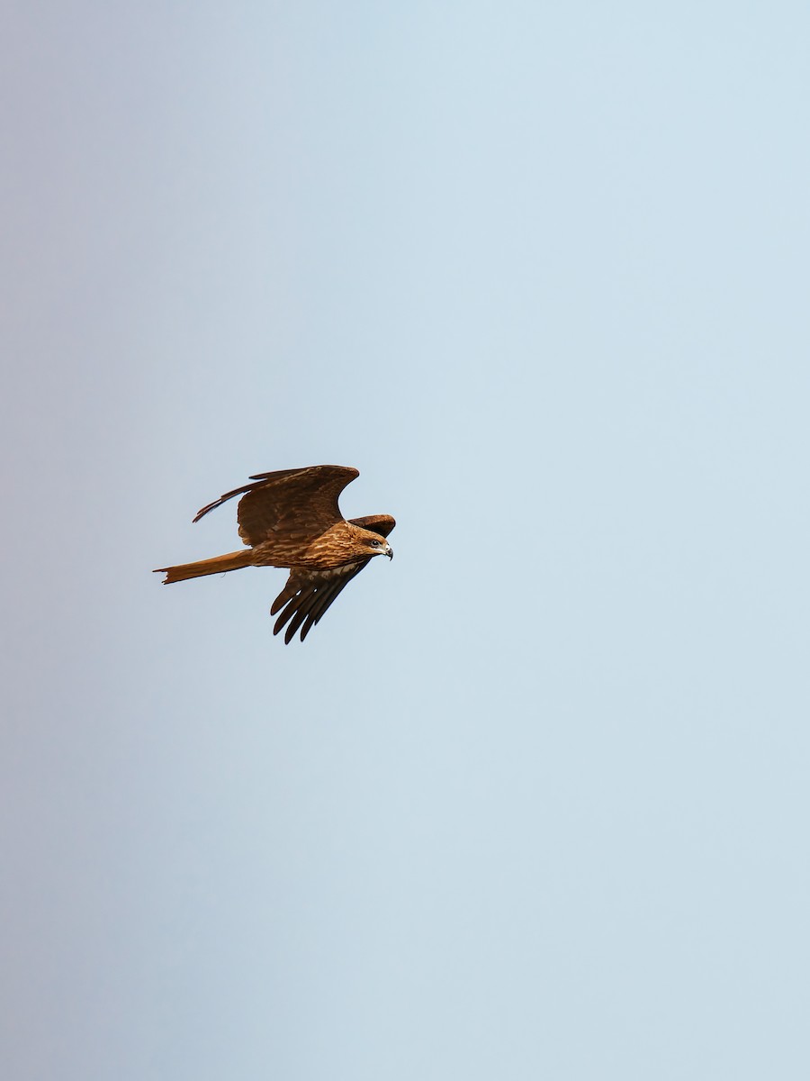 Miru beltza - ML646339575