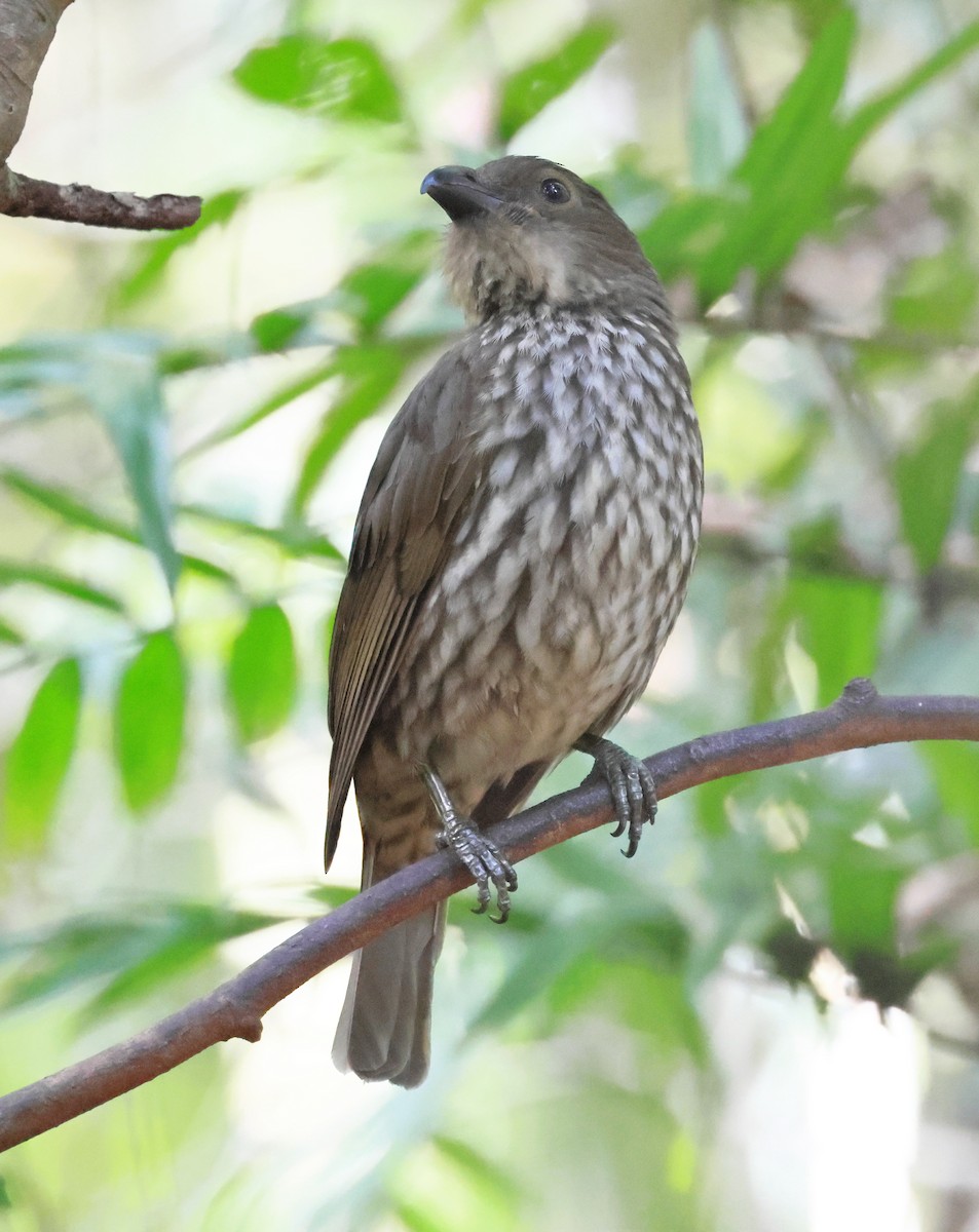 Tooth-billed Bowerbird - ML646339577