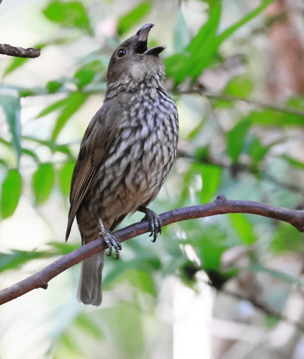 Tooth-billed Bowerbird - ML646339578
