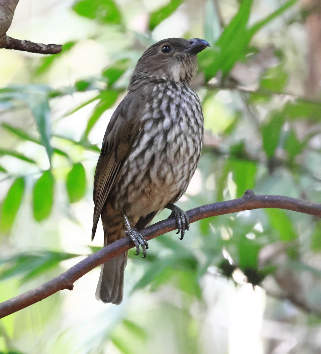 Tooth-billed Bowerbird - ML646339579