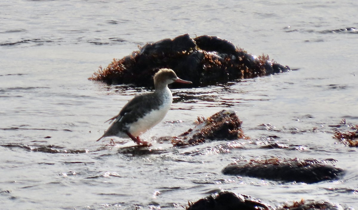Red-breasted Merganser - ML646339580