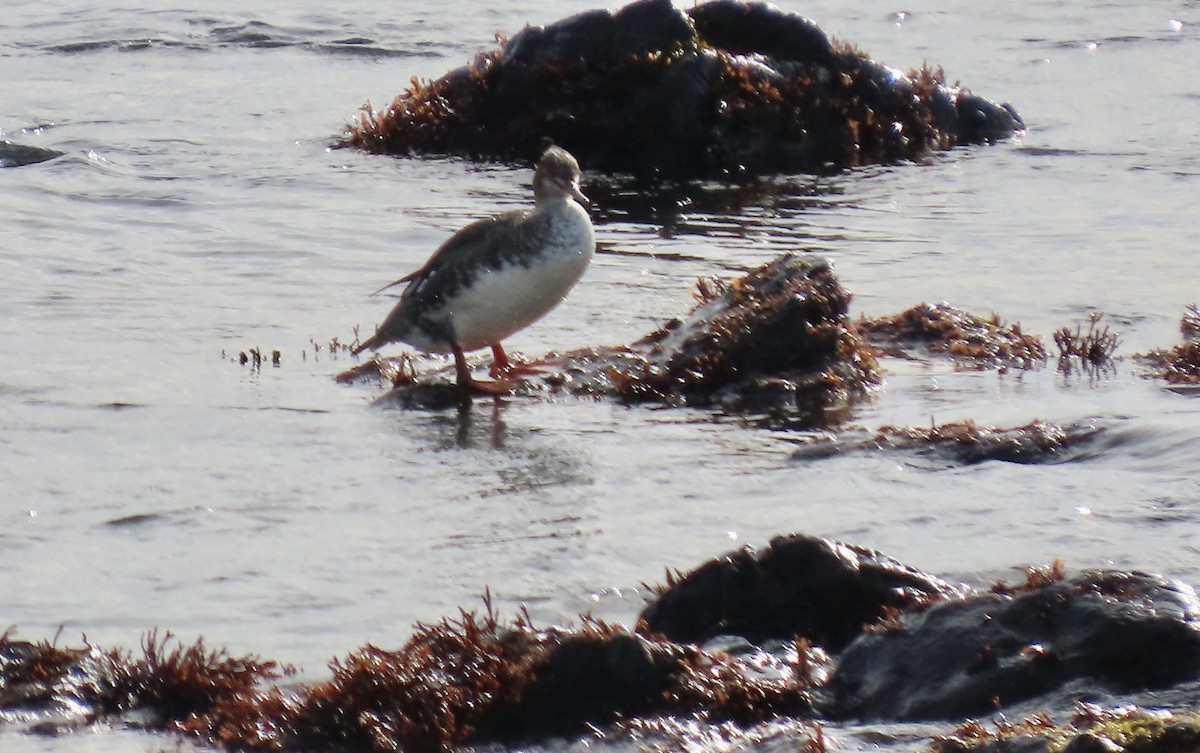 Red-breasted Merganser - ML646339583