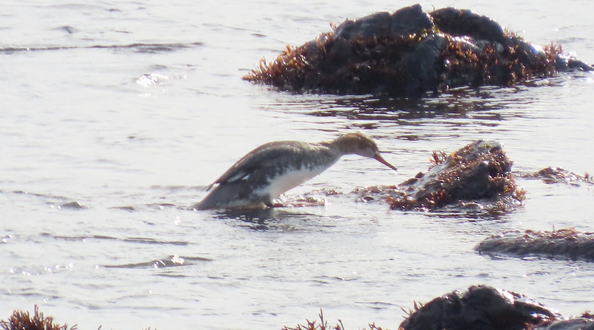 Red-breasted Merganser - ML646339584
