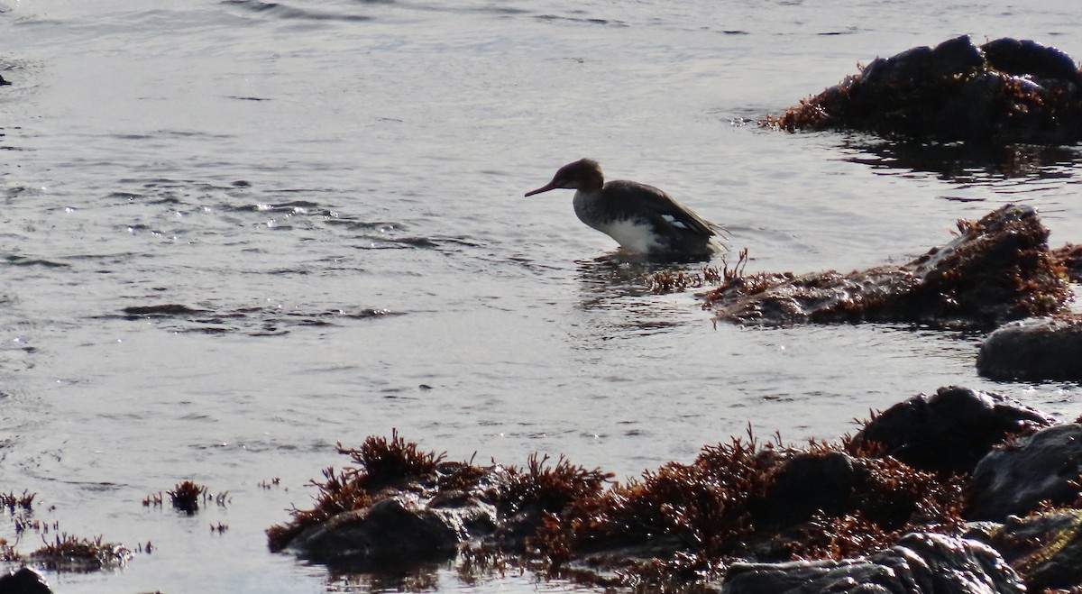 Red-breasted Merganser - ML646339585