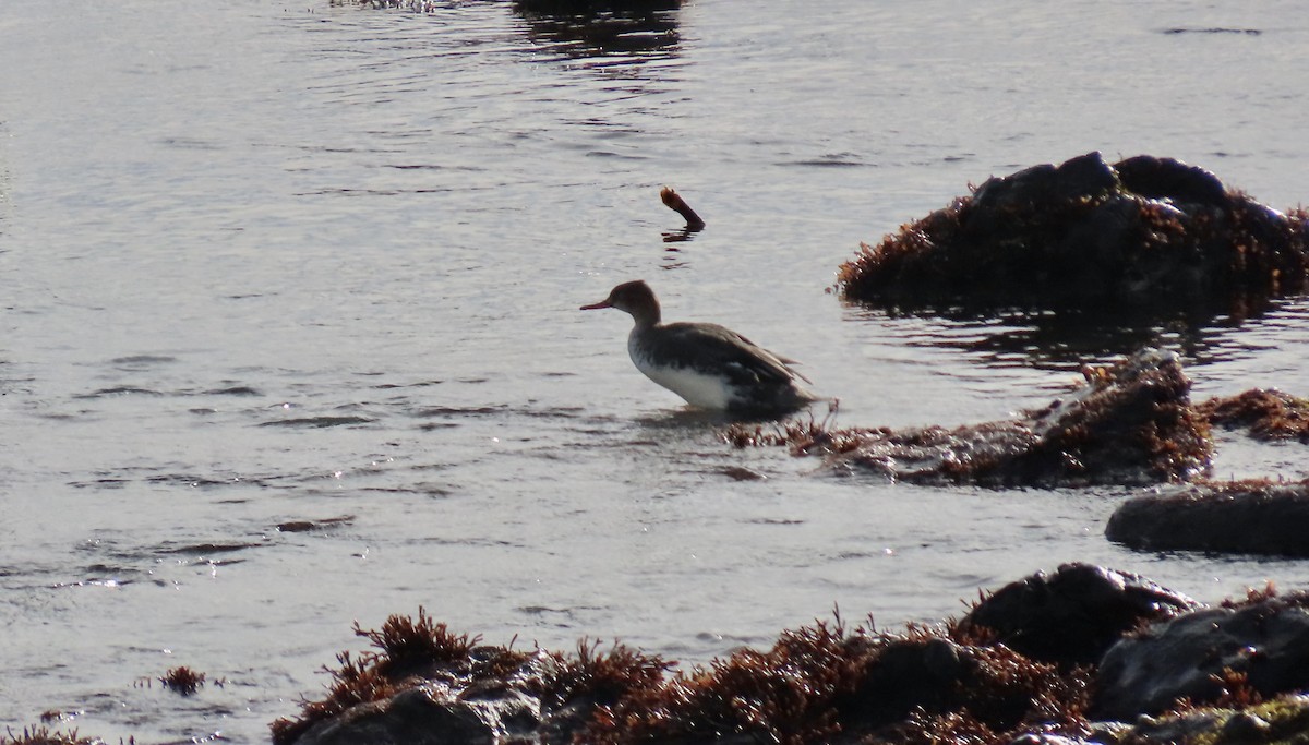 Red-breasted Merganser - ML646339586