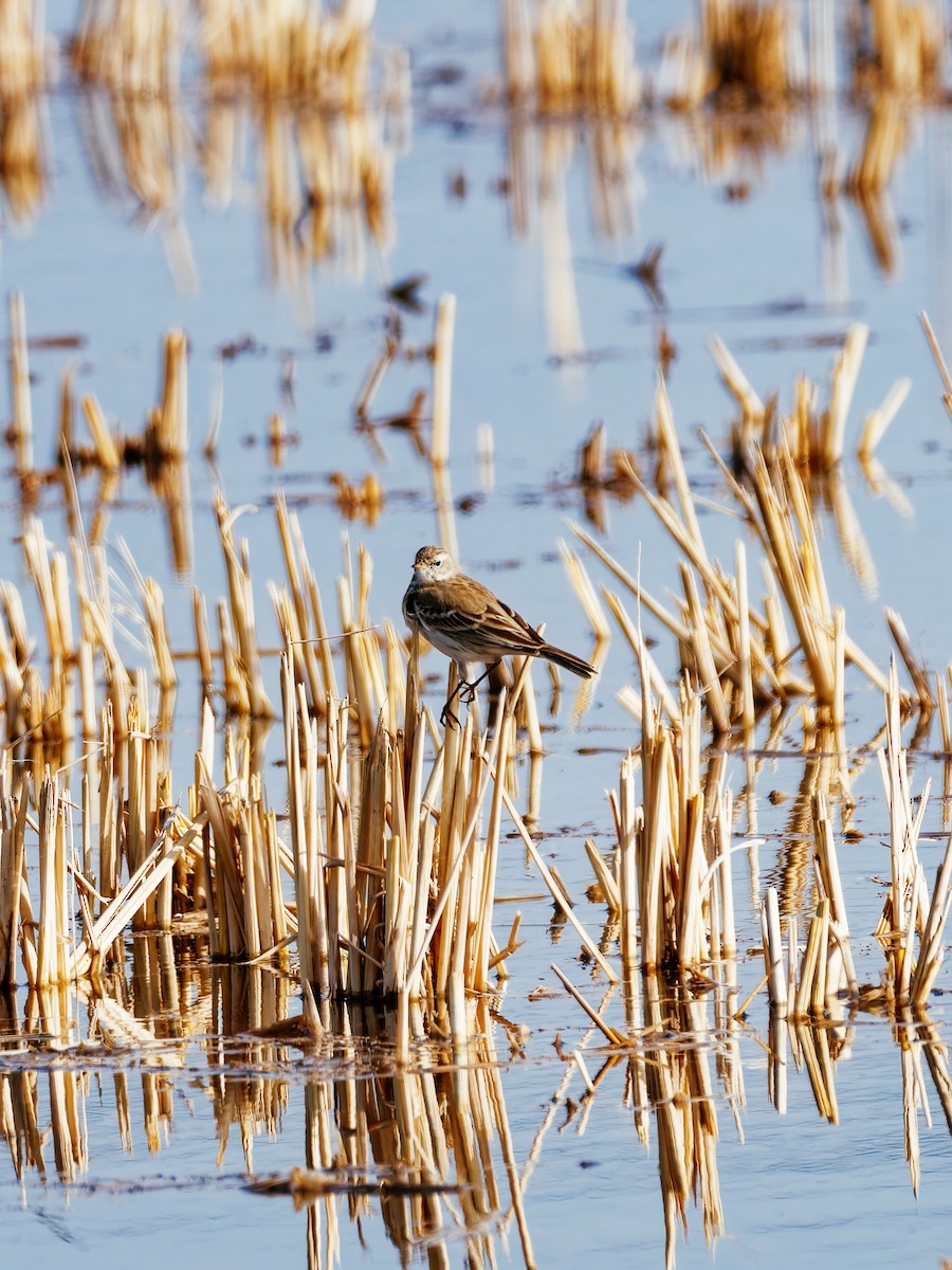 Water Pipit - ML646339587