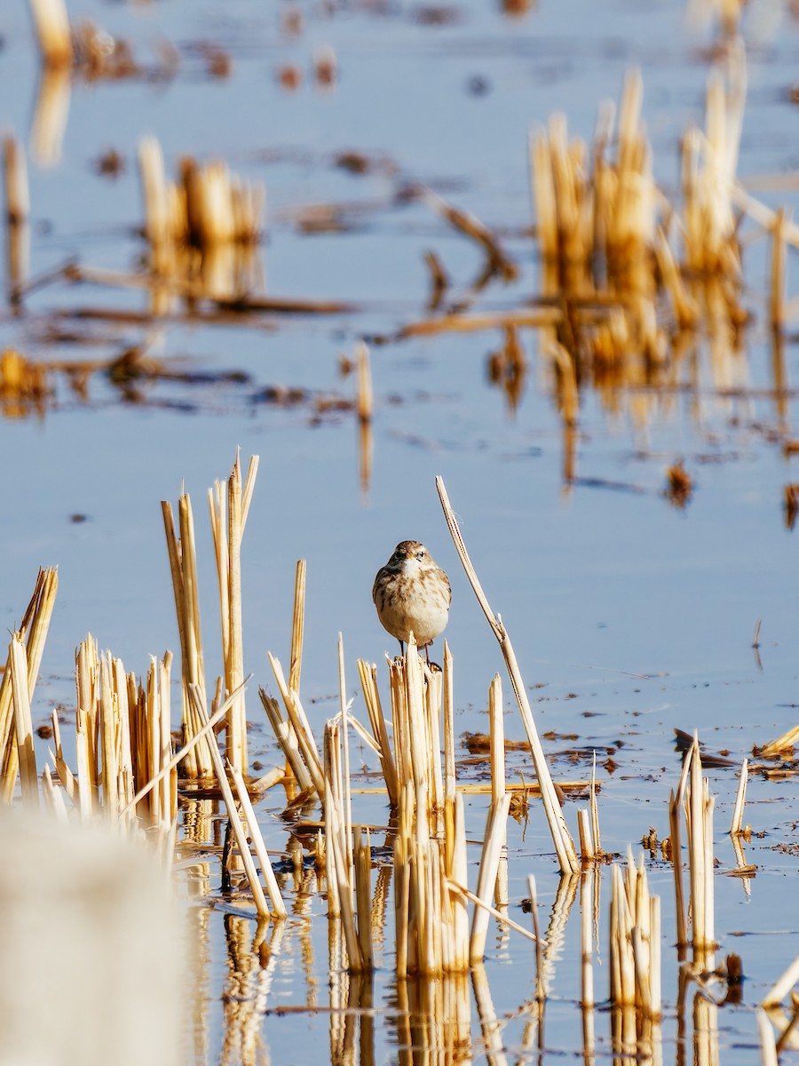 Water Pipit - ML646339588