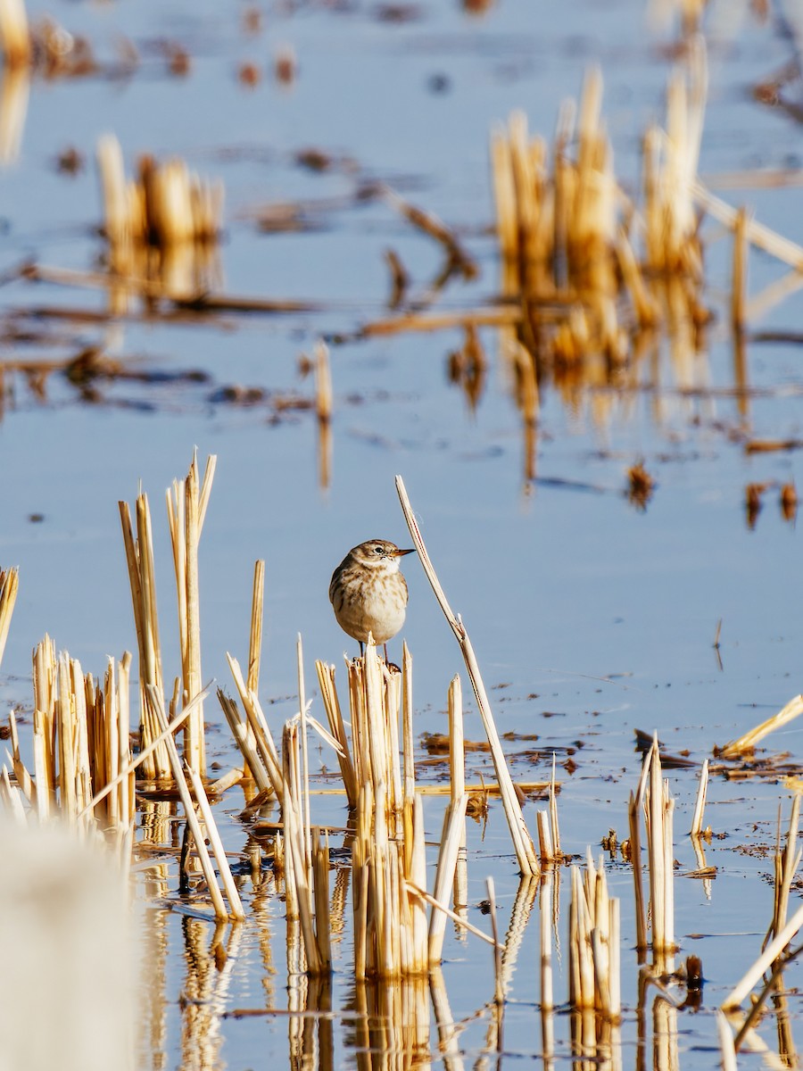 Water Pipit - ML646339589