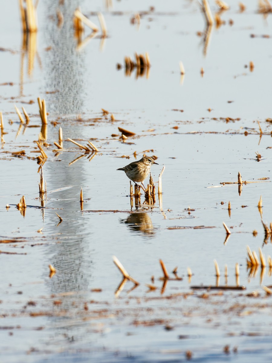 Water Pipit - ML646339590
