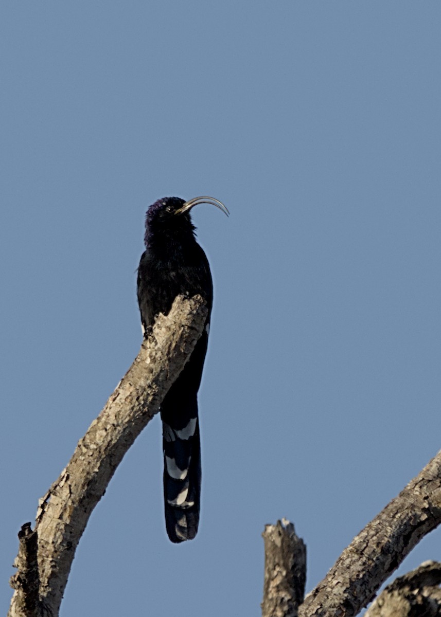 Common Scimitarbill - ML646339594