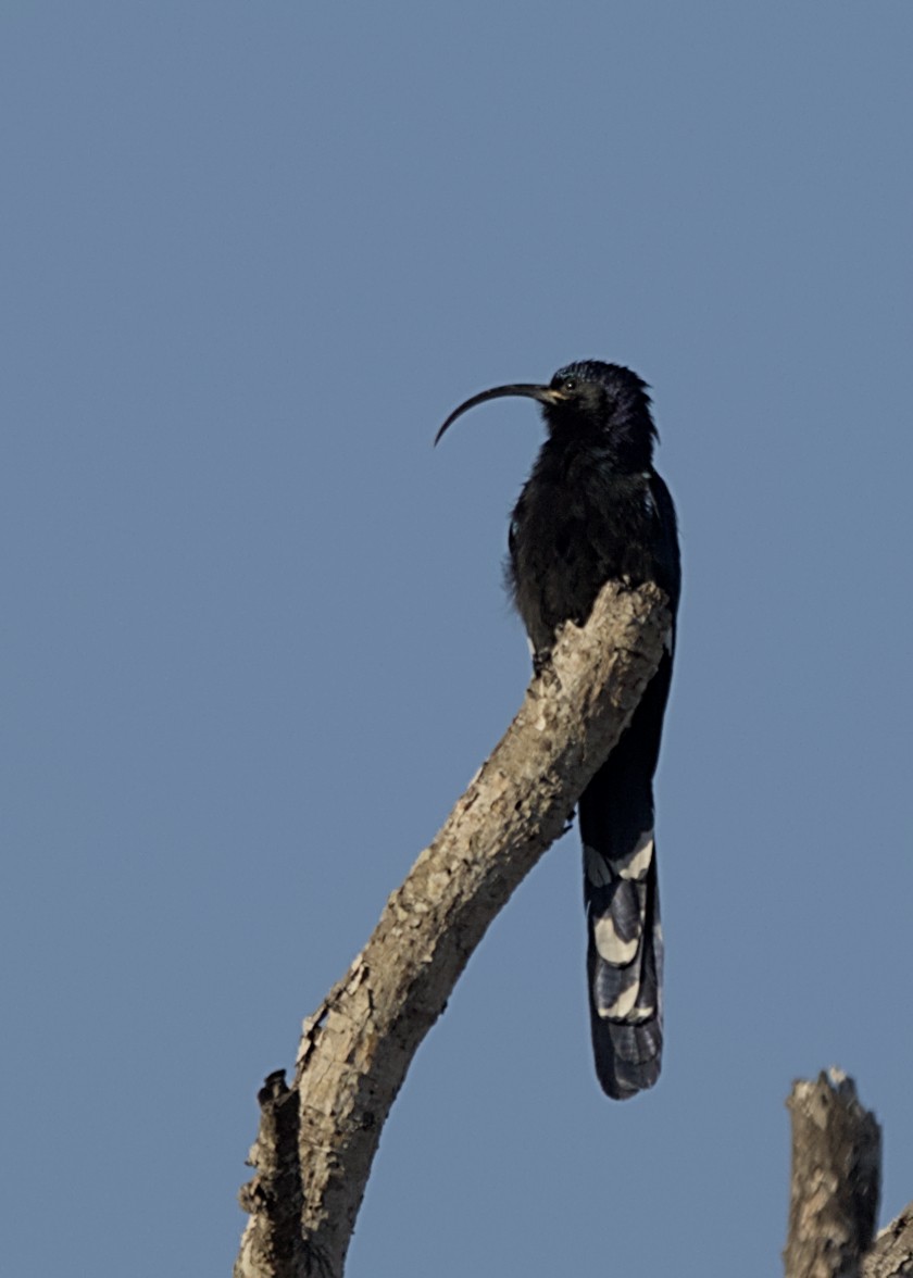 Common Scimitarbill - ML646339595