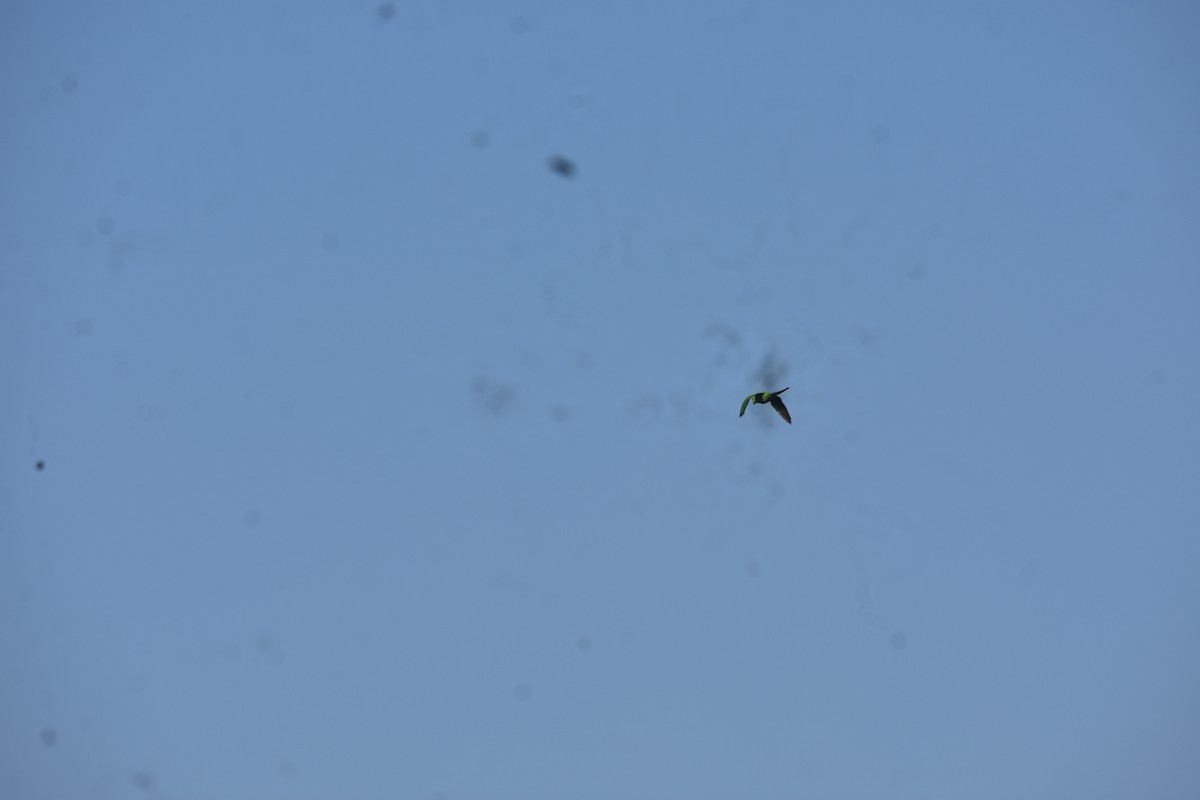 Rose-ringed Parakeet - ML646339596